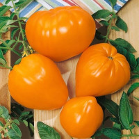 Tomato seeds «Bull heart orange»