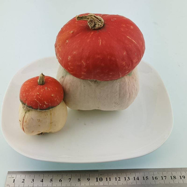 Pumpkin seeds «Turban»