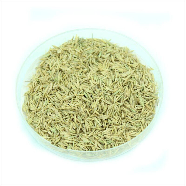 Gray fescue seeds