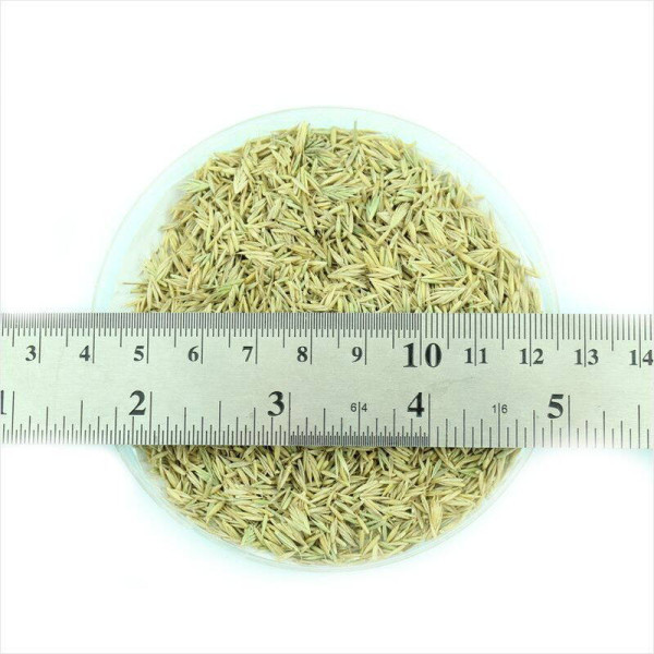 Gray fescue seeds