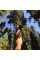 Giant sequoia seeds