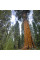 Giant sequoia seeds