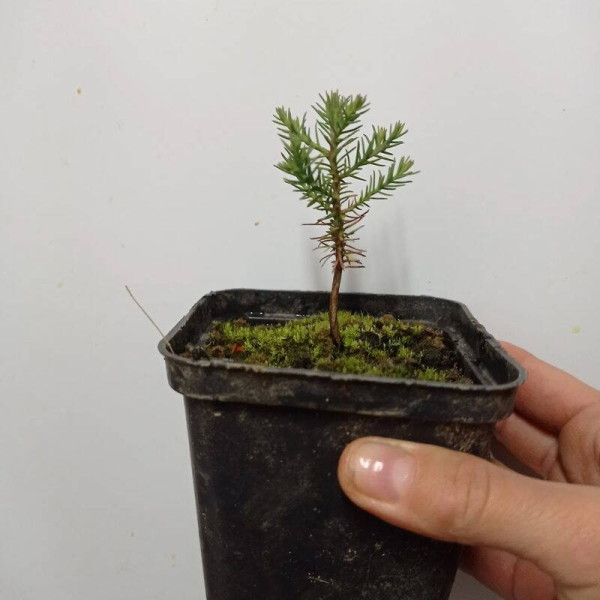 Giant sequoia seeds