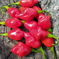 Hot pepper seeds «Trinidad smooth»