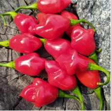 Hot pepper seeds «Trinidad smooth»