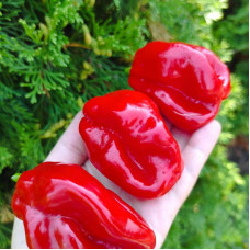 Hot pepper seeds «Habanero Surinam red»