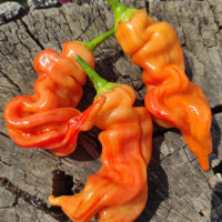Hot pepper seeds «Sugar rush stripey»