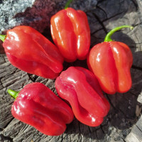 Hot pepper seeds «Habanero red Dominica»