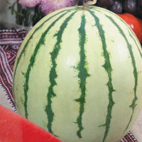 Watermelon seeds «Borisfen»
