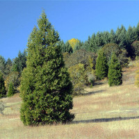 Incense cedar seeds
