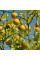 Trifoliate orange seeds