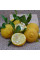 Trifoliate orange seeds