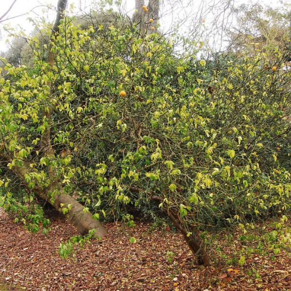 Trifoliate orange seeds