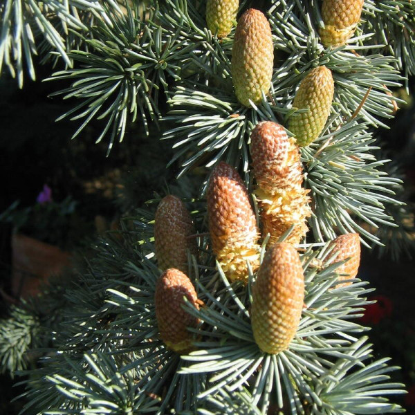 Atlas cedar seeds