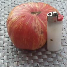 Tomato seeds «Chameleon»