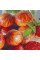 Tomato seeds «Chameleon»