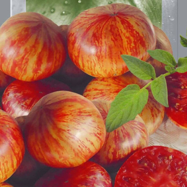 Tomato seeds «Chameleon»