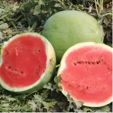 Watermelon seeds «Bingo»