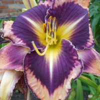 Daylily seeds (mix)