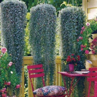 Dichondra seeds «Silver falls»