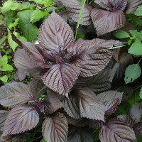 Korean perilla seeds