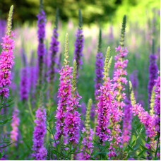 Purple loosestrife seeds «Foliage»