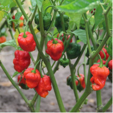 Hot pepper seeds «Carolina reaper red»
