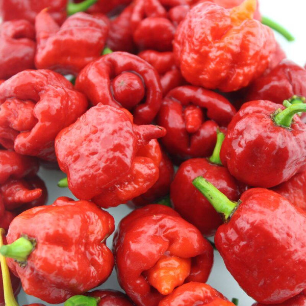 Hot pepper seeds «Carolina reaper red»