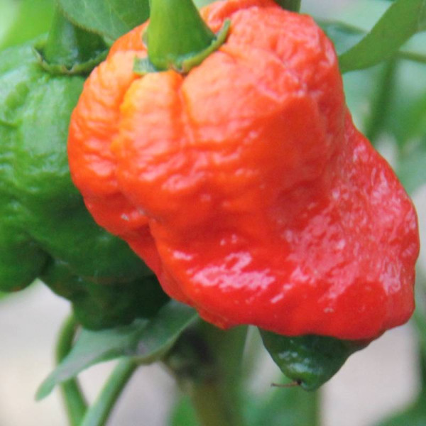 Hot pepper seeds «Carolina reaper red»