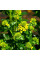 Wintercress seeds