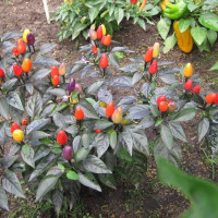 Hot pepper seeds «Bolivian rainbow»