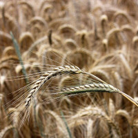 Rye seeds