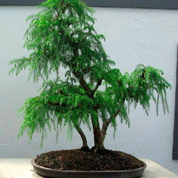 Cryptomeria japonica seeds