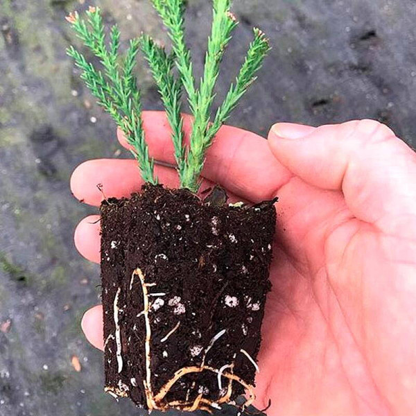 Cryptomeria japonica seeds
