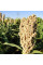 Sorghum seeds «White African»
