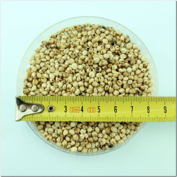 Sorghum seeds «White African»