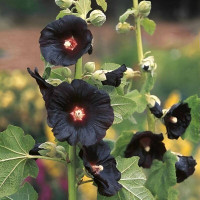 Насіння алтеї чорної