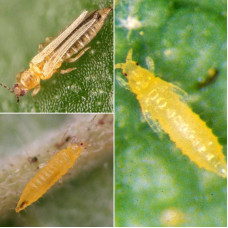 Trap «Western flower thrips»