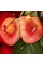 Trap «Cherry fruit fly»