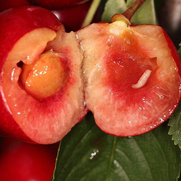 Trap «Cherry fruit fly»