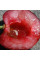 Trap «Cherry fruit fly»