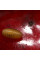 Trap «Cherry fruit fly»