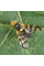 Trap «Cherry fruit fly»