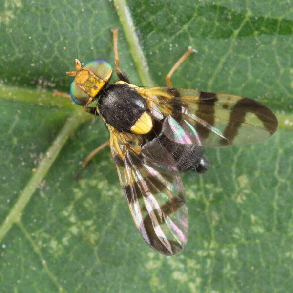 Trap «Cherry fruit fly»