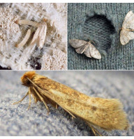 Trap «Household moth (clothes moth)»