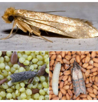 Trap «Household (food) moth»