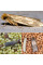 Trap «Household (food) moth»