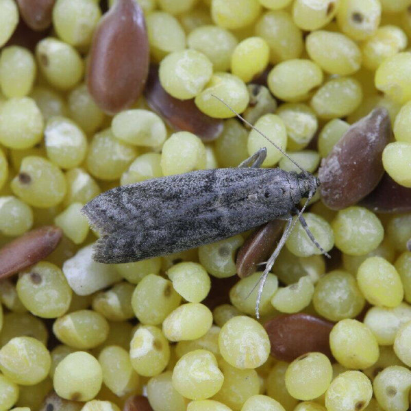 Trap «Household (food) moth»
