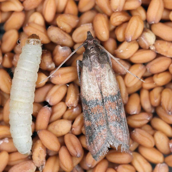 Trap «Household (food) moth»