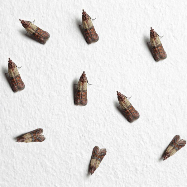 Trap «Household (food) moth»